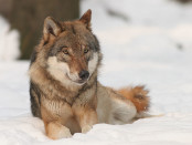 Wolf im Schnee, Foto: Bernard Landgraf, GFDL cc-by-sa-3.0-migrated
