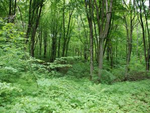 Wälder in Ermland-Masuren, Foto: (c) B.Jäger-Dabek