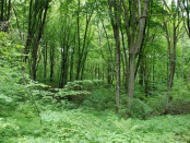 Urwaldähnliche Dylewska Gora, Foto: B. Jäger-Dabek