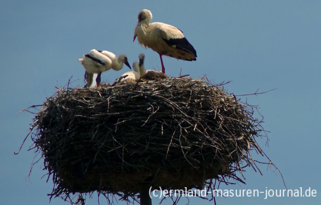 Bruterfolg der Störche in Zywkowo, Ermland-Masuren, Foto: B.Jäger-Dabek