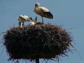 Bruterfolg der SDtörche in Zywkowo, Foto: B.Jäger-Dabek
