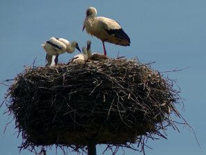 Żywkowo, das Storchendorf an der russischen Grenze