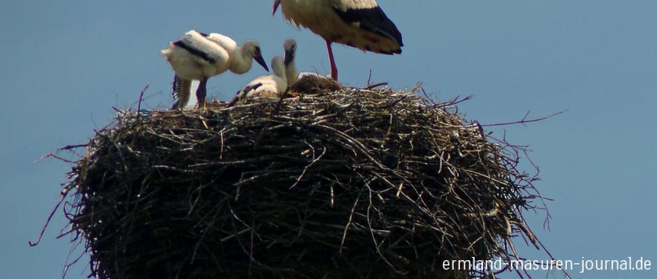 Bruterfolg der SDtörche in Zywkowo, Foto: B.Jäger-Dabek